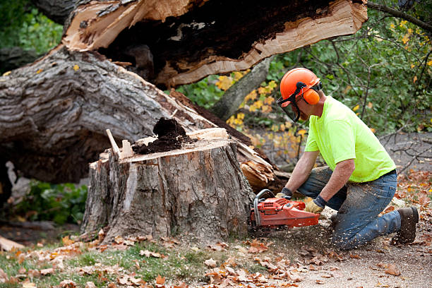 Best Commercial Tree Services  in Plandome, NY